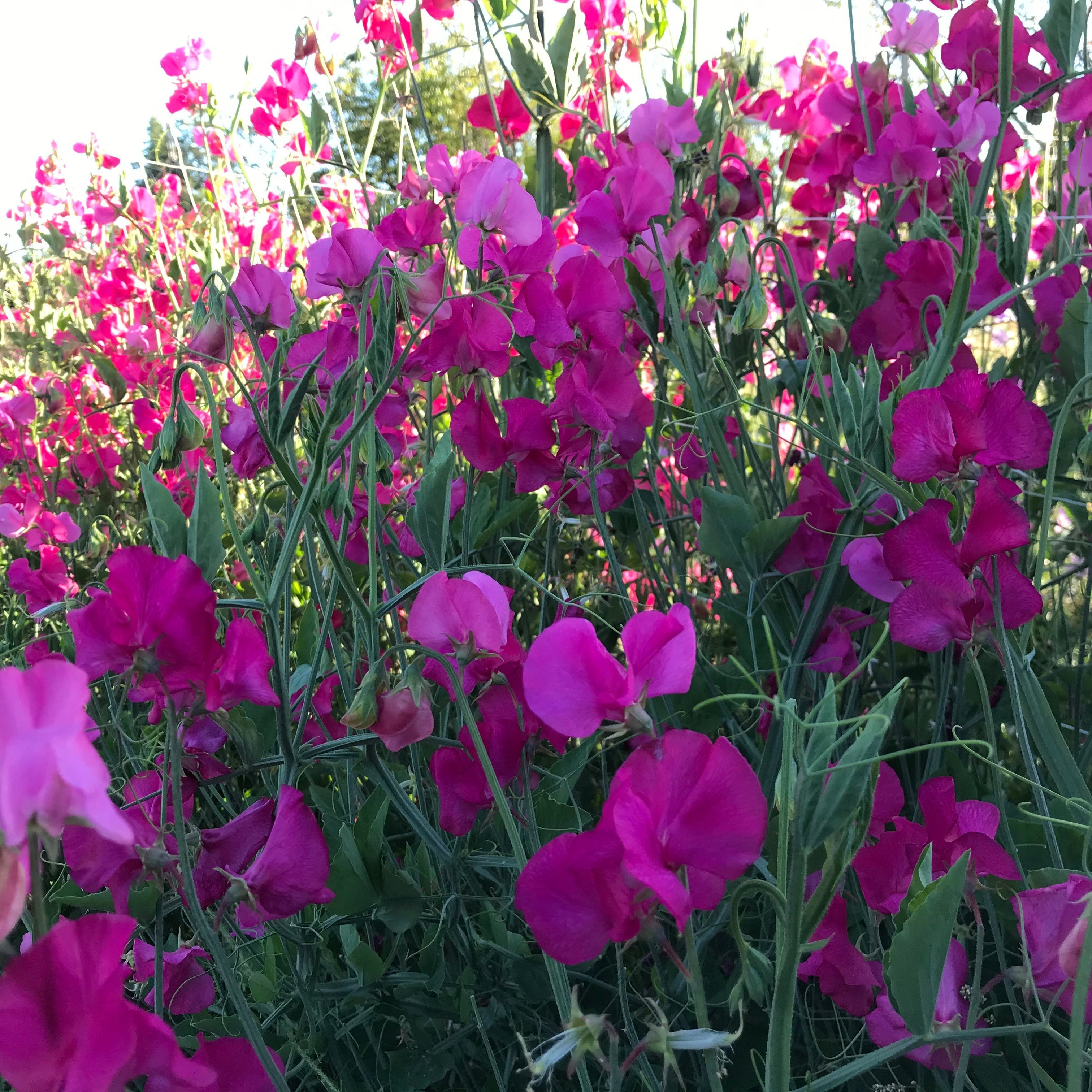 Carlotta Sweet Pea Flowers