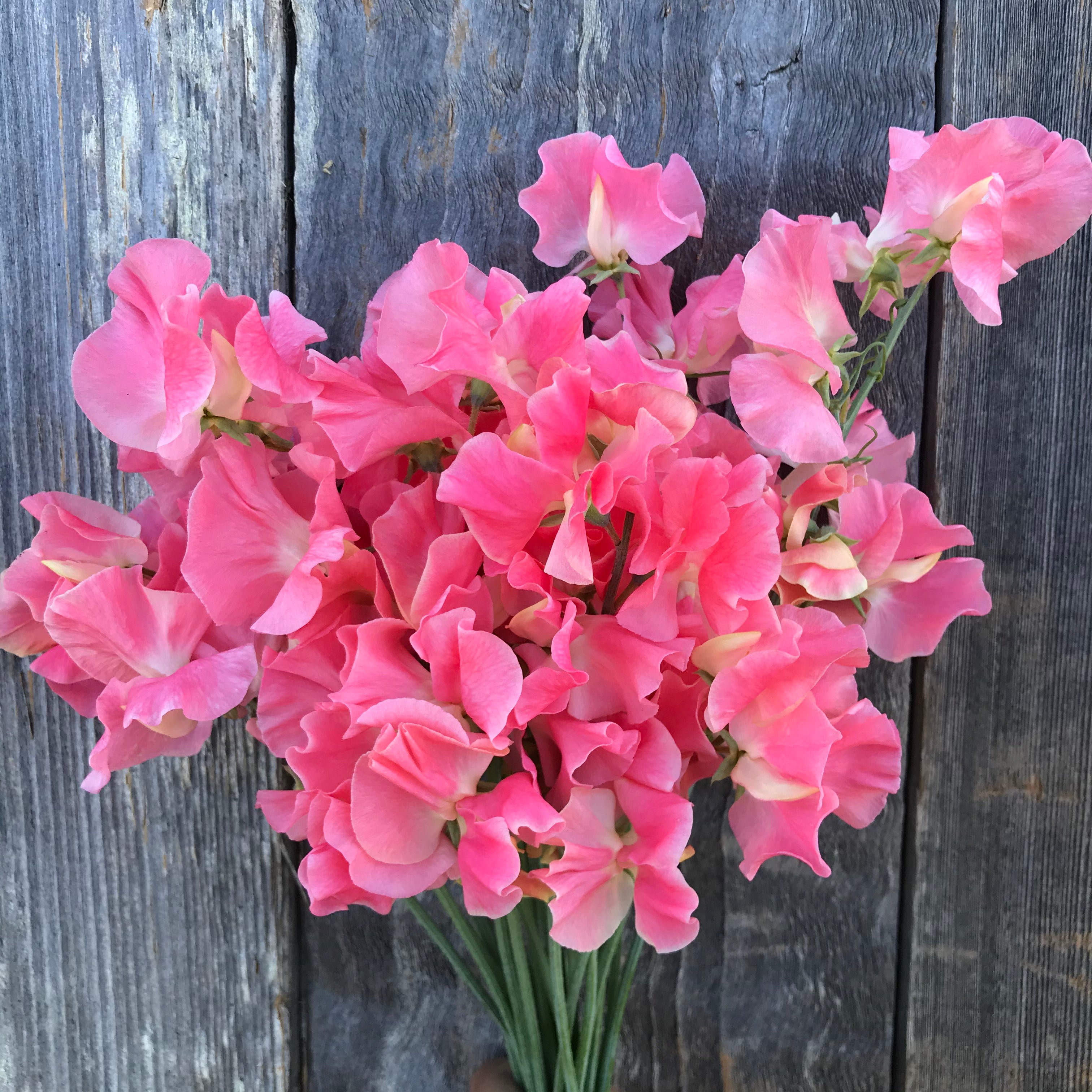 William & Catherine Sweet Pea Flowers