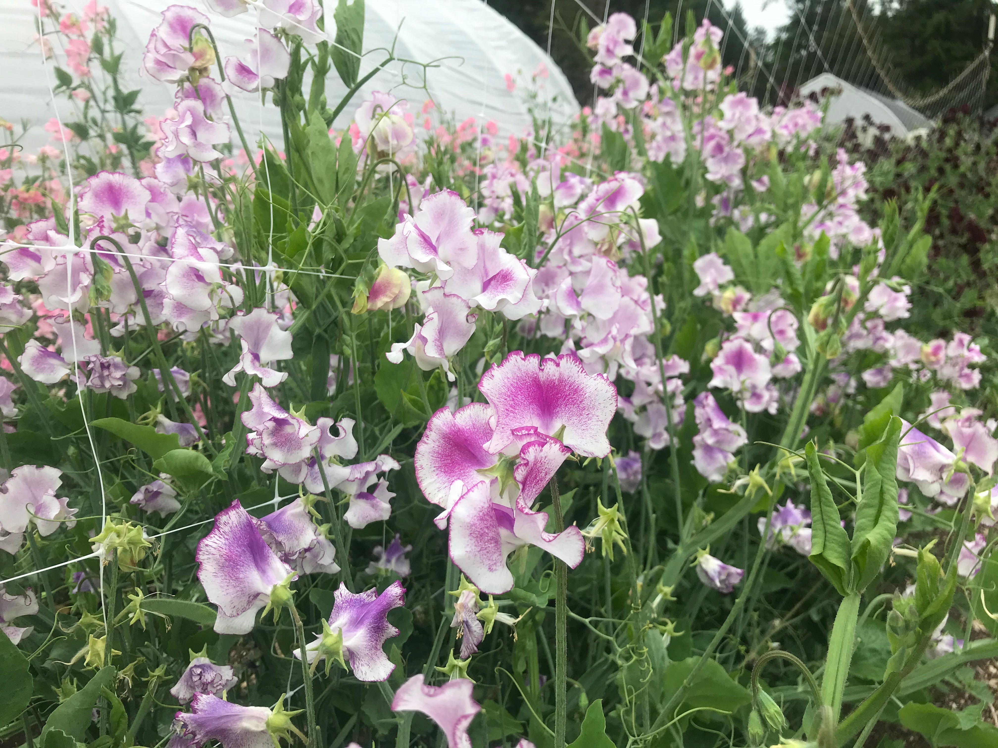 Lady Nicholson Sweet Pea Flowers