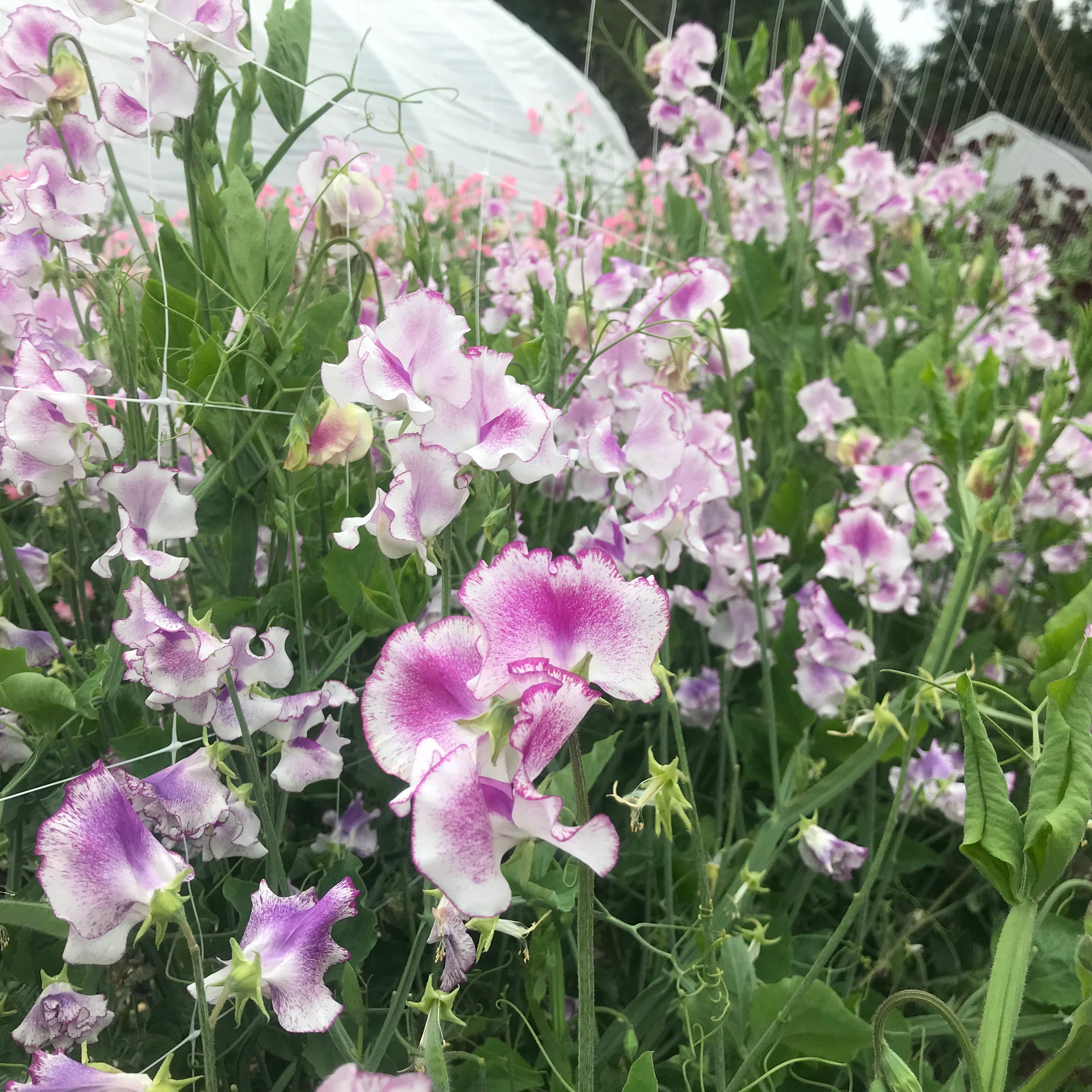 Lady Nicholson Sweet Pea Flowers