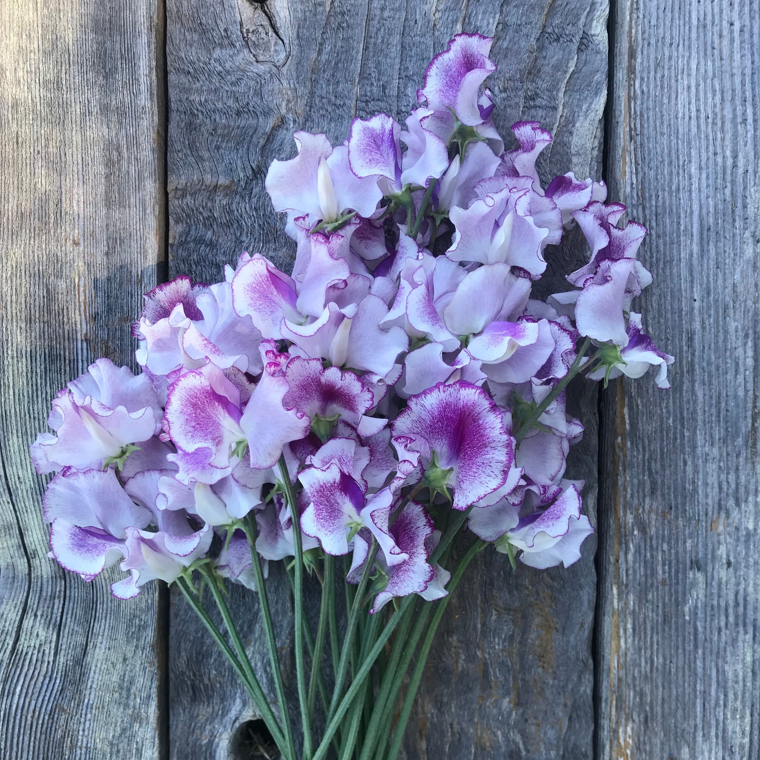 Lady Nicholson Sweet Pea Flowers