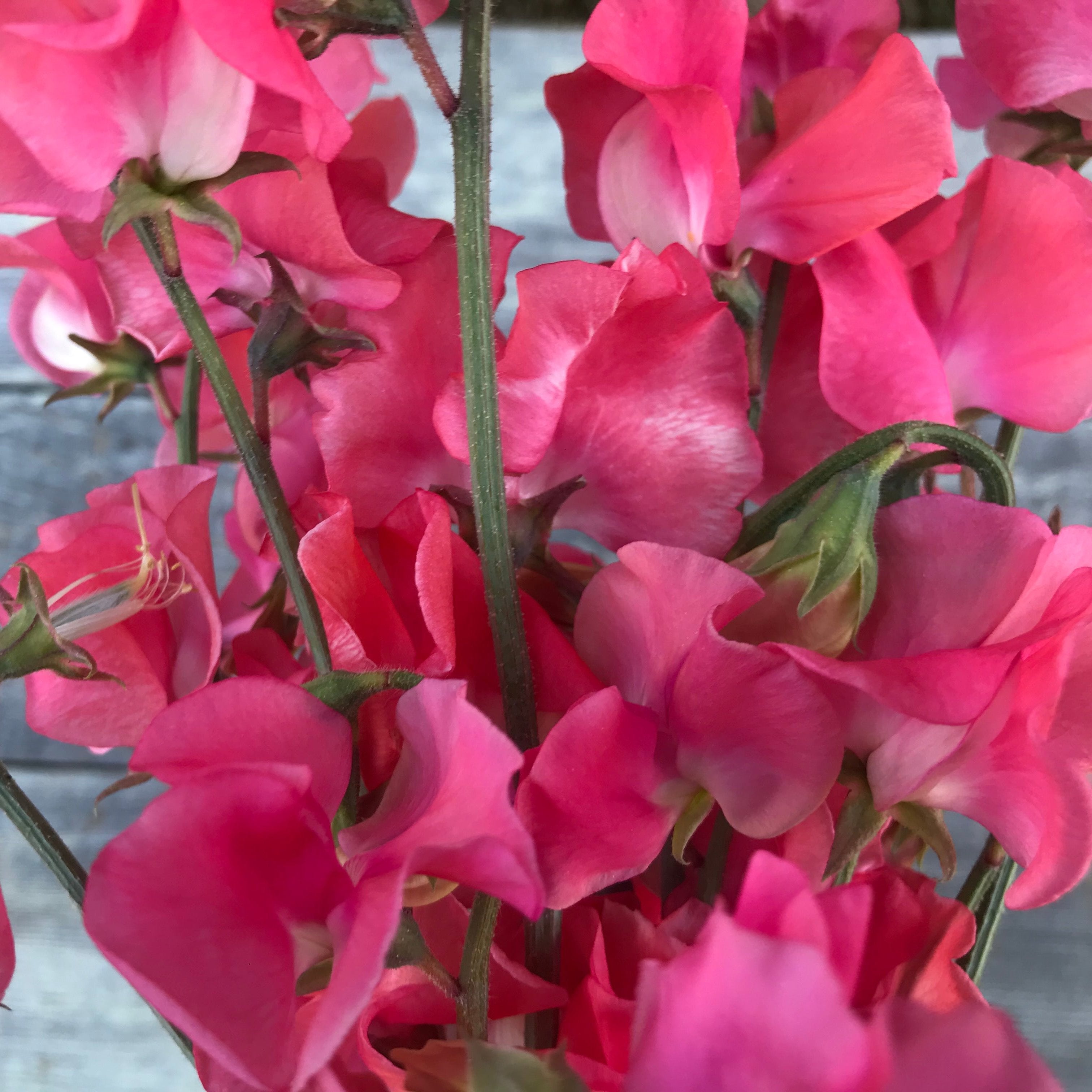 Coquette Sweet Pea Flowers