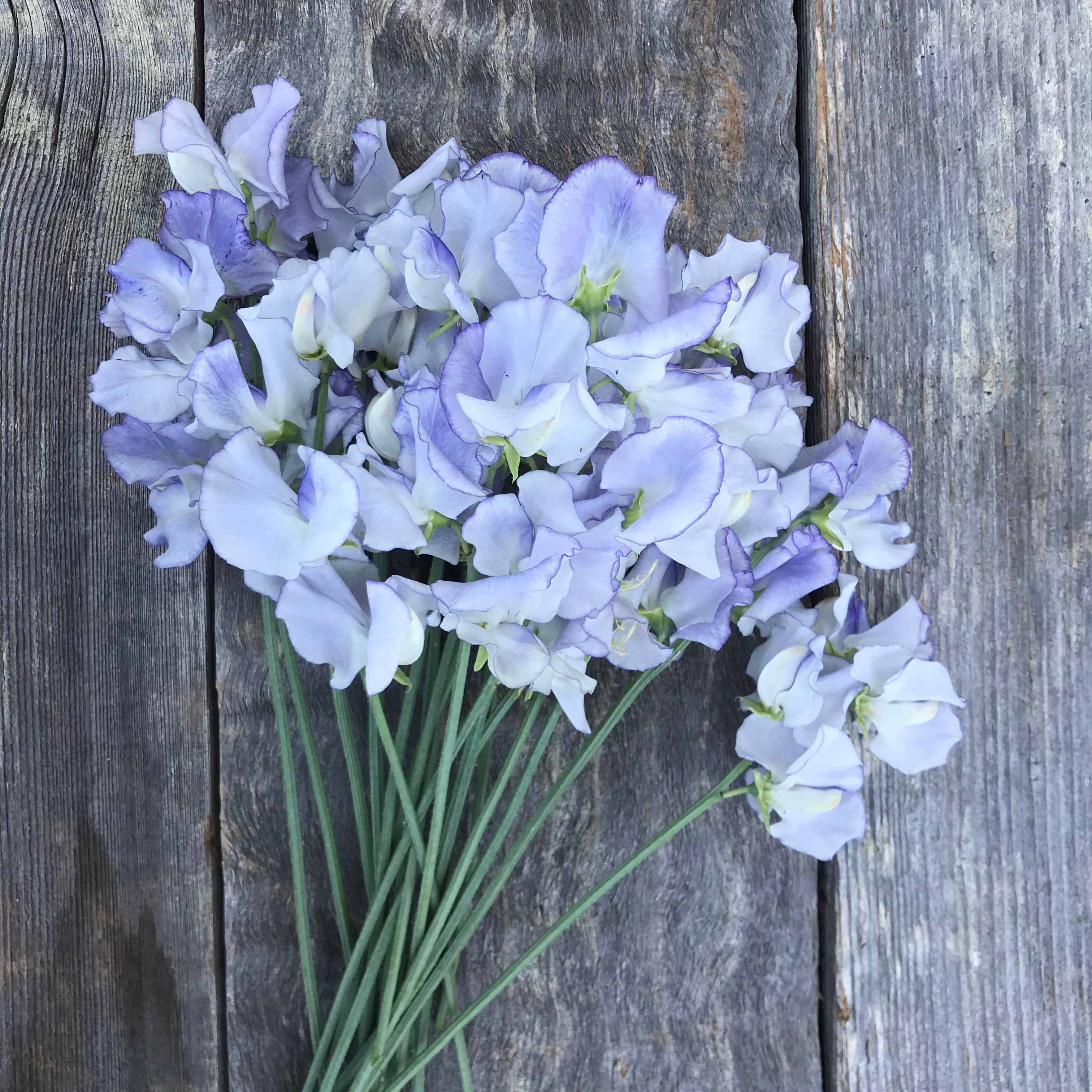 Betty Maiden Sweet Pea Flowers