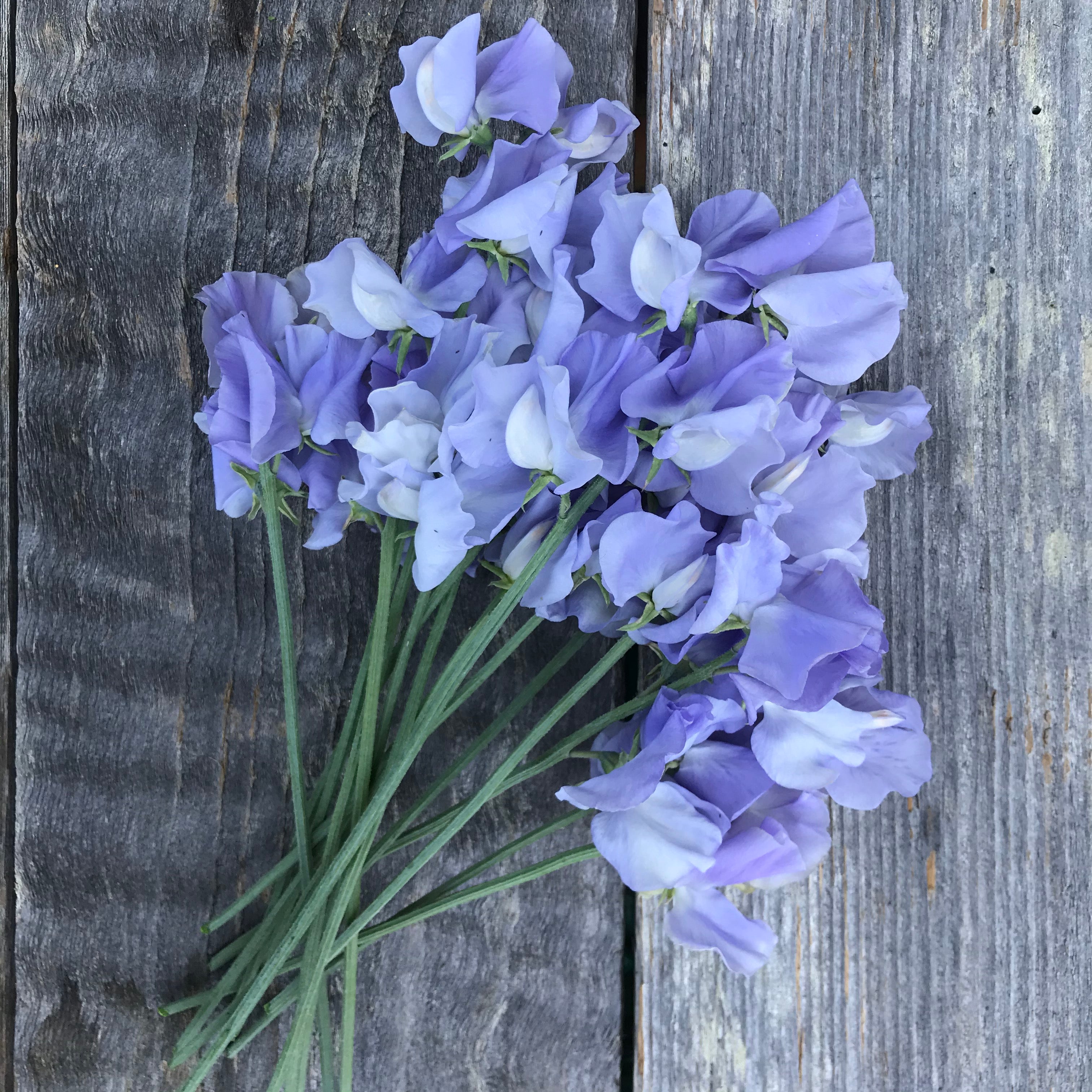 Charlie's Angel Sweet Pea Flower