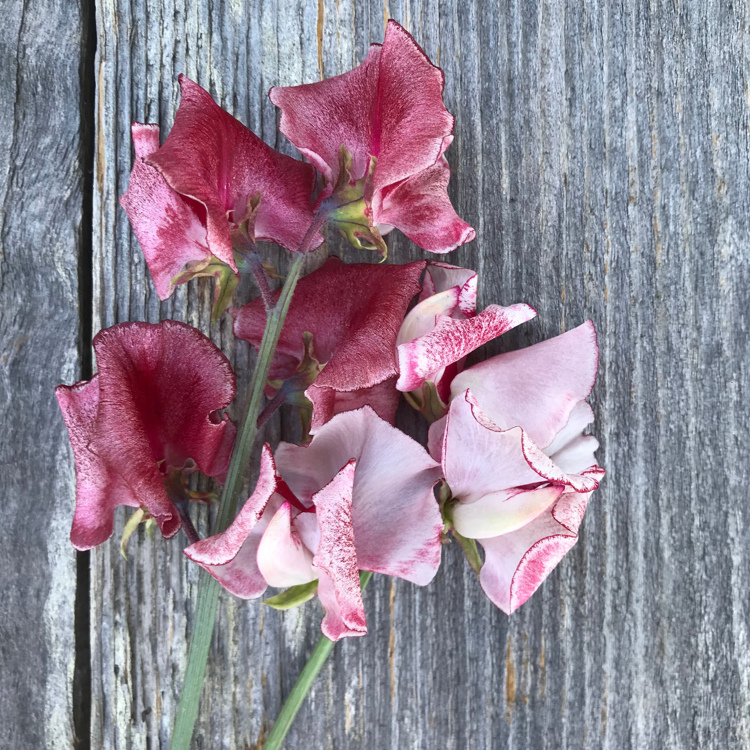 Mars Sweet Pea Flowers