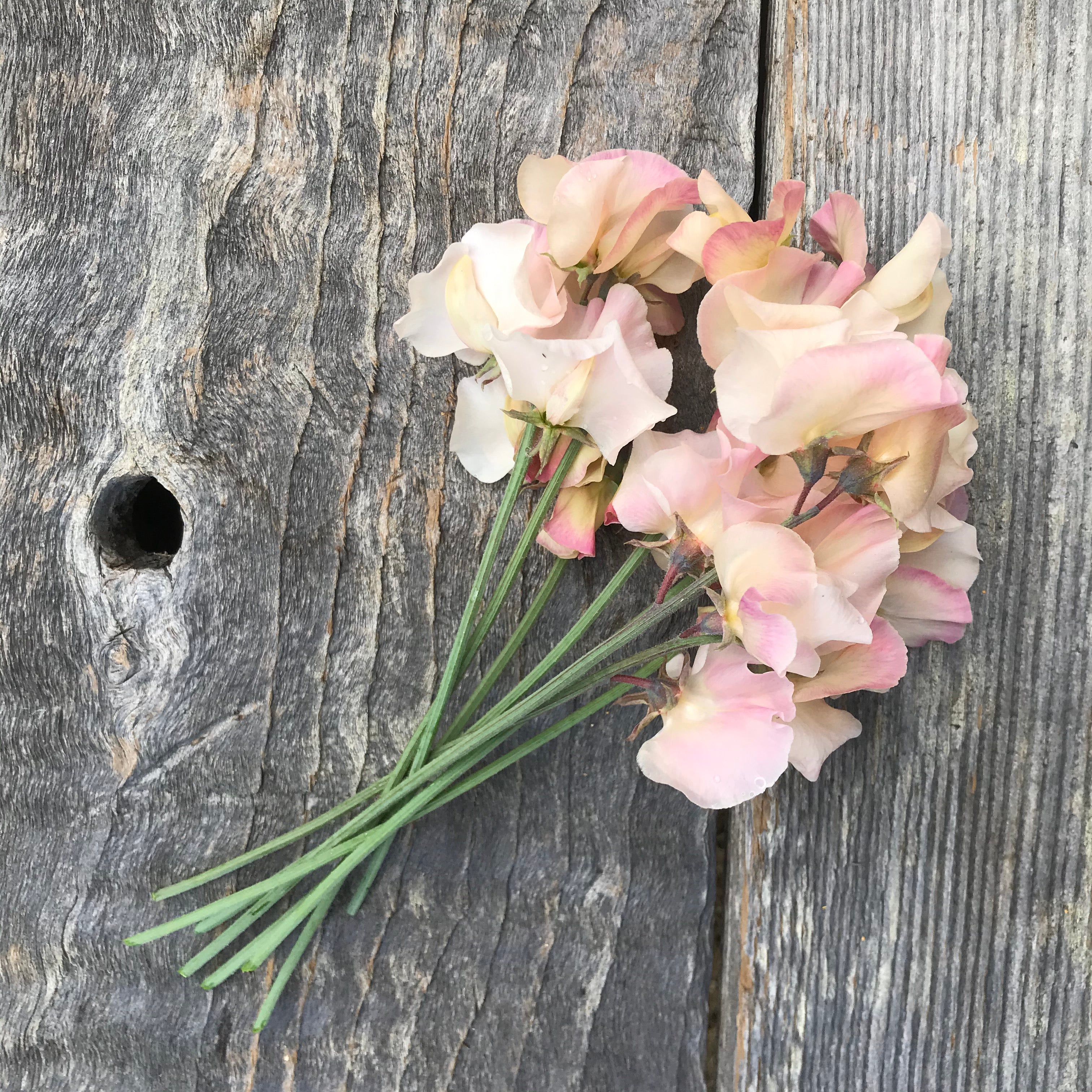 Mollie Rilstone Sweet Pea Flowers