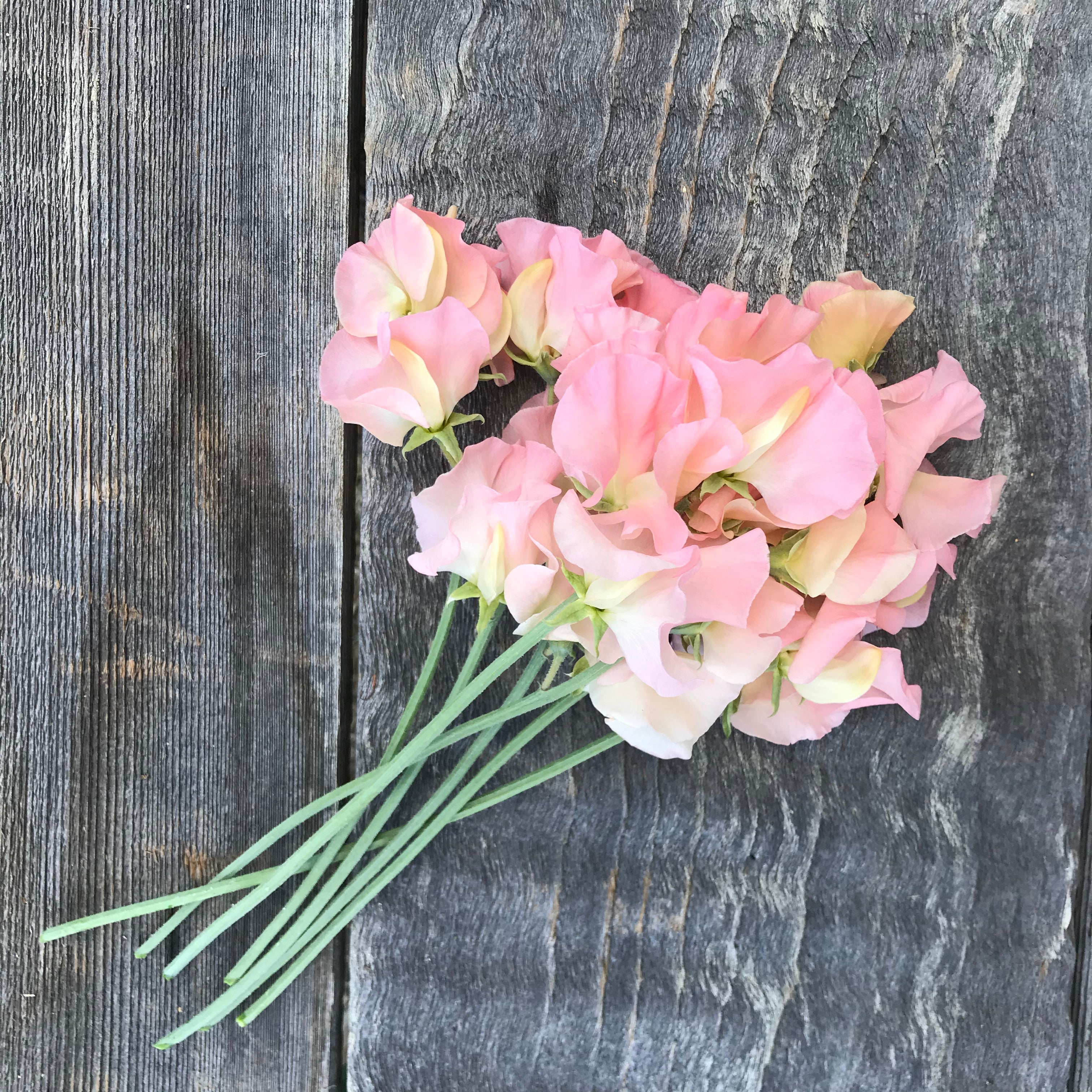 Heaven Scent Sweet Pea Flowers