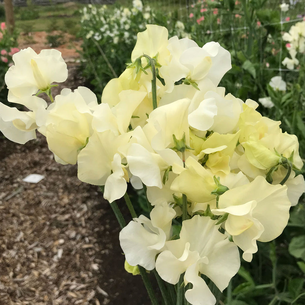 Sweet Pea Jilly Seeds