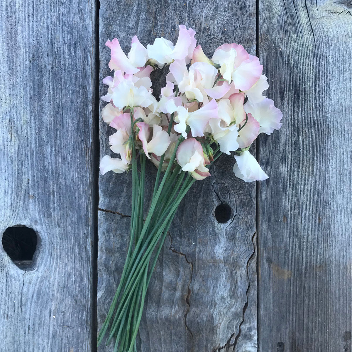 2026–2027 Sweet Pea Seed Collection | Rare & Heirloom Sweet Peas
