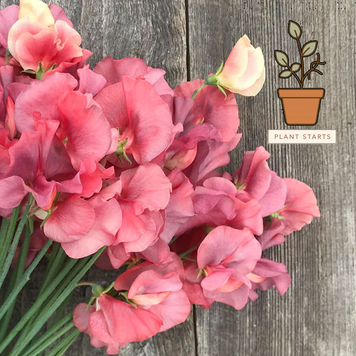 King’s Ransom — Sweet Pea Plant Starts (4-Pack, Pre-Order)