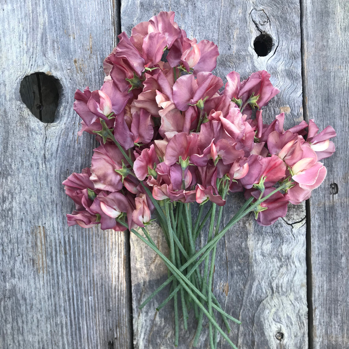Kin Gs Ransome Sweet Pea Kings Ransom Seeds