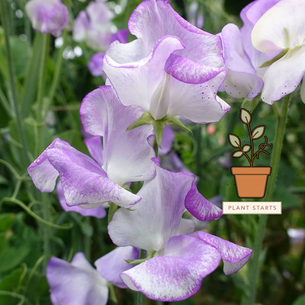 Lilac Ripple Sweet Pea Plant Starts