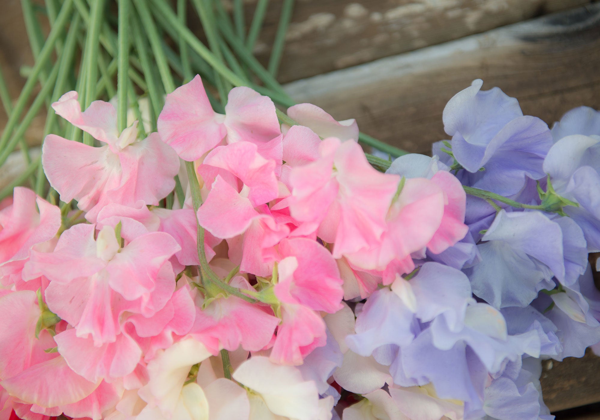 Mrs Bernard Jones, Charlie's Angel and Clotted Cream Sweet Pea Flowers 
