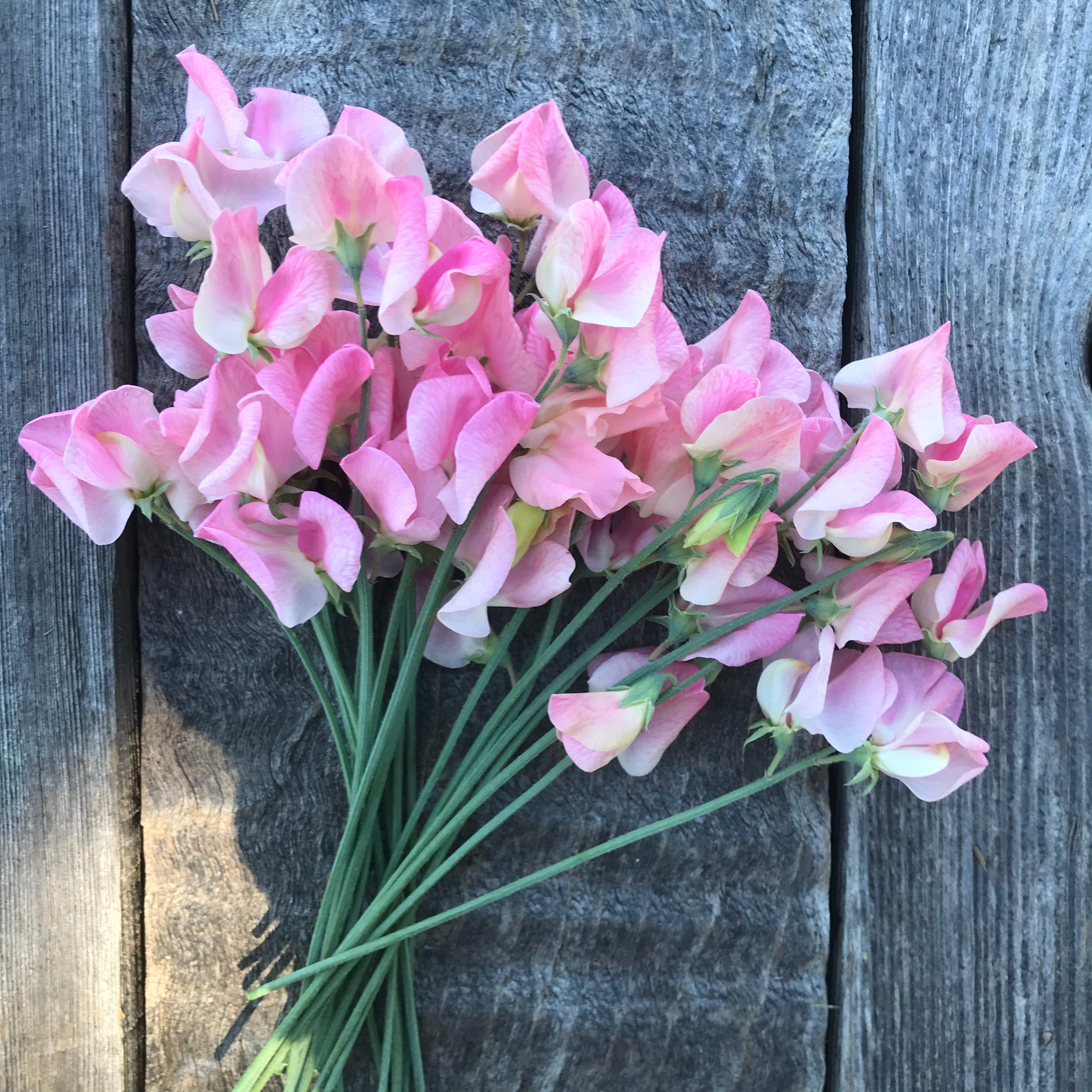 Rosay Sweet Pea Flowers
