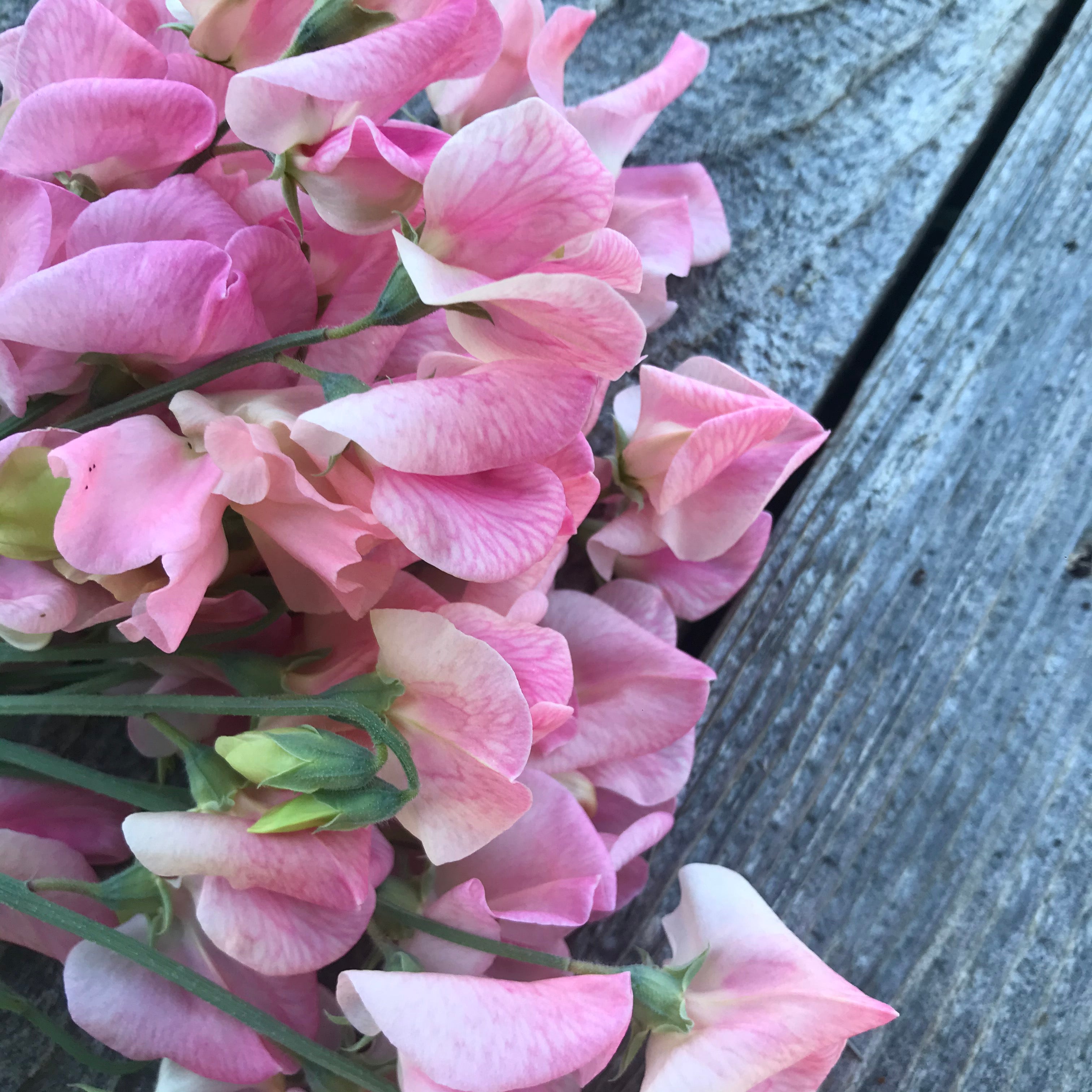 Rosay Sweet Pea Flowers Close Up