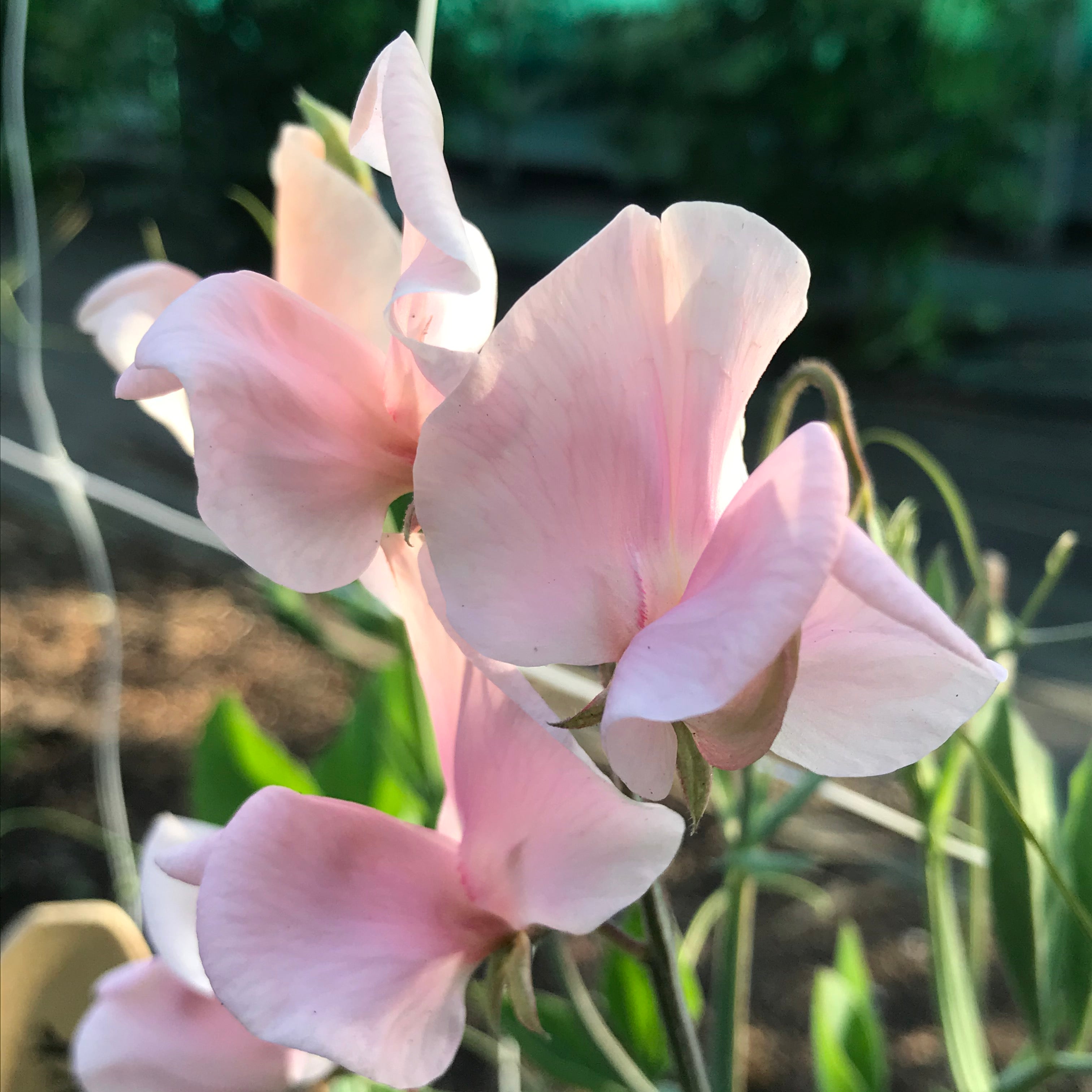 Shell Pink Sweet Pea Flowers