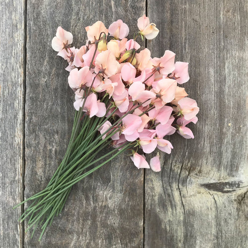 Freshly cut bouquet of Sweet Pea ‘Shell Pink’  lying on weathered wooden boards.