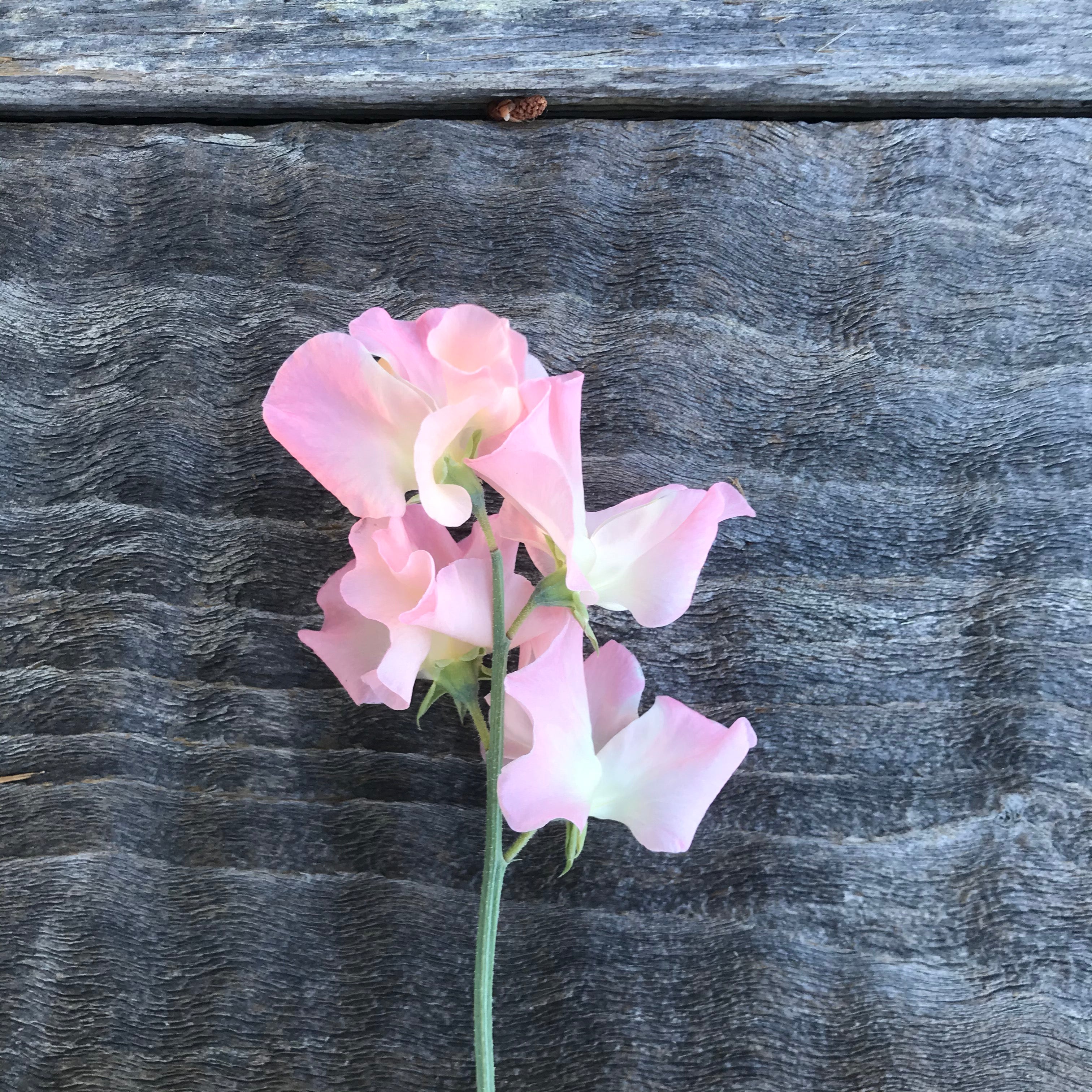 Single stem of Gilly Norah Sweet Pea bloom