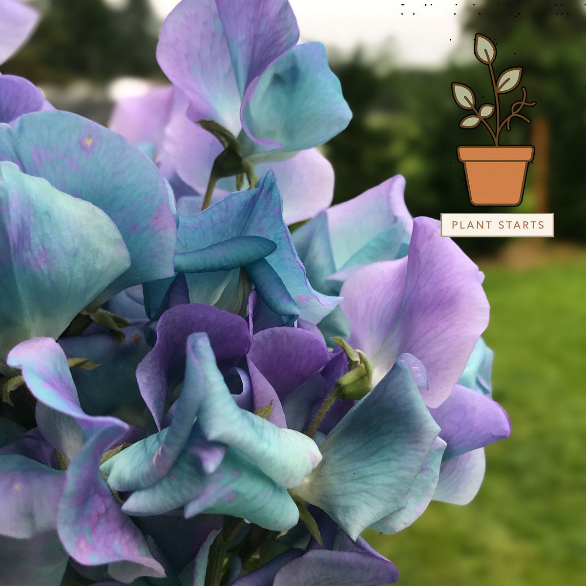 Turquoise Lagoon Sweet Pea Plant Starts