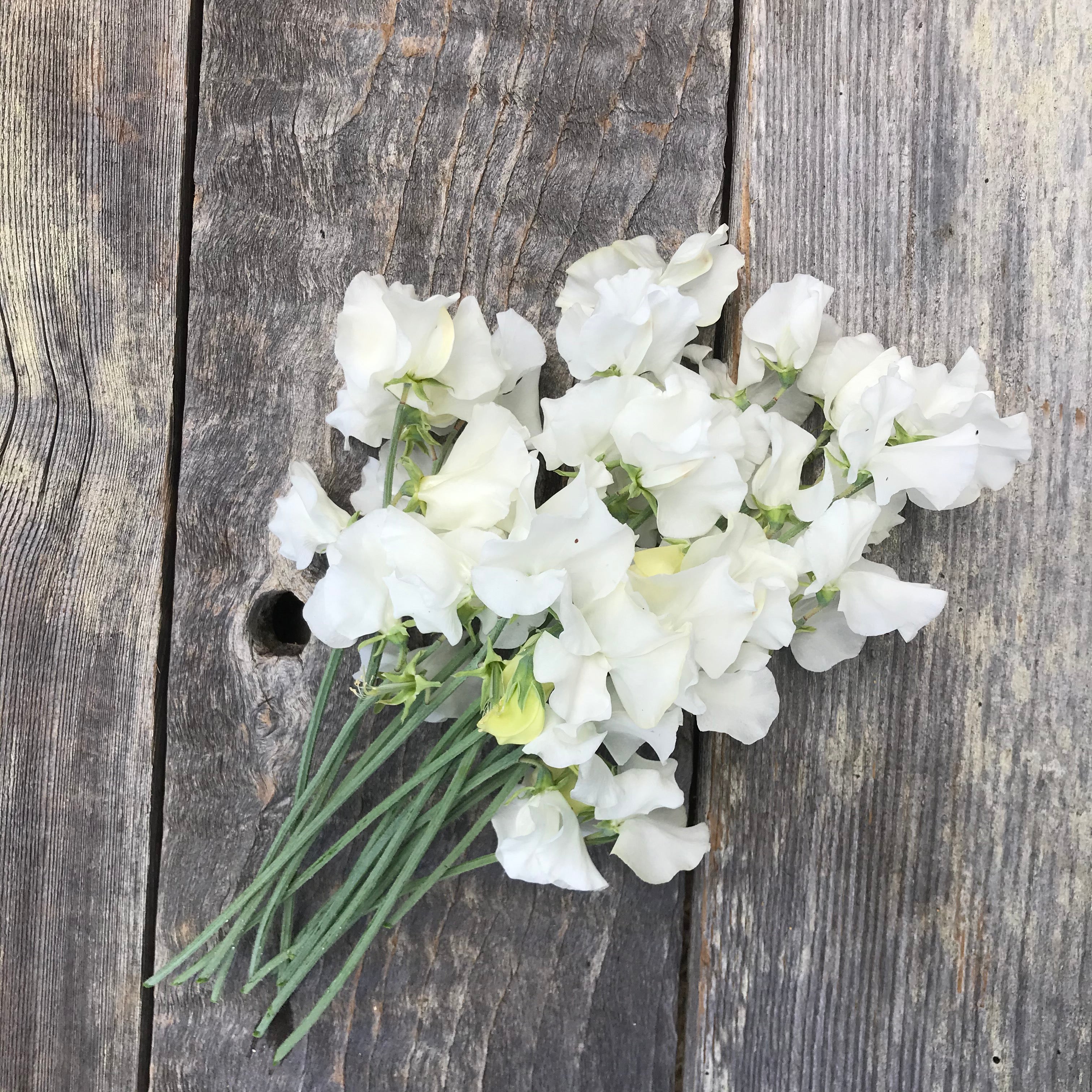 Wedding Day Sweet Pea Flowers