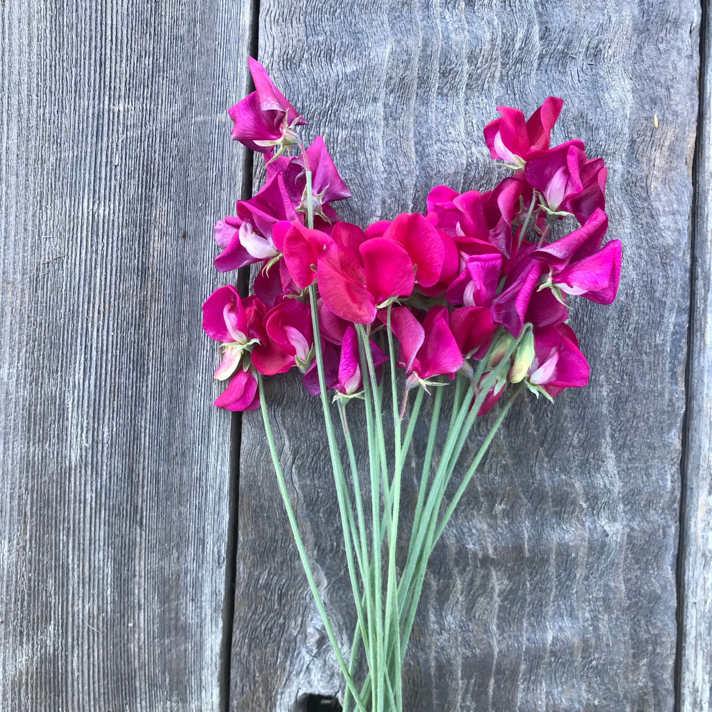 Zorija Rose Sweet Pea Flowers