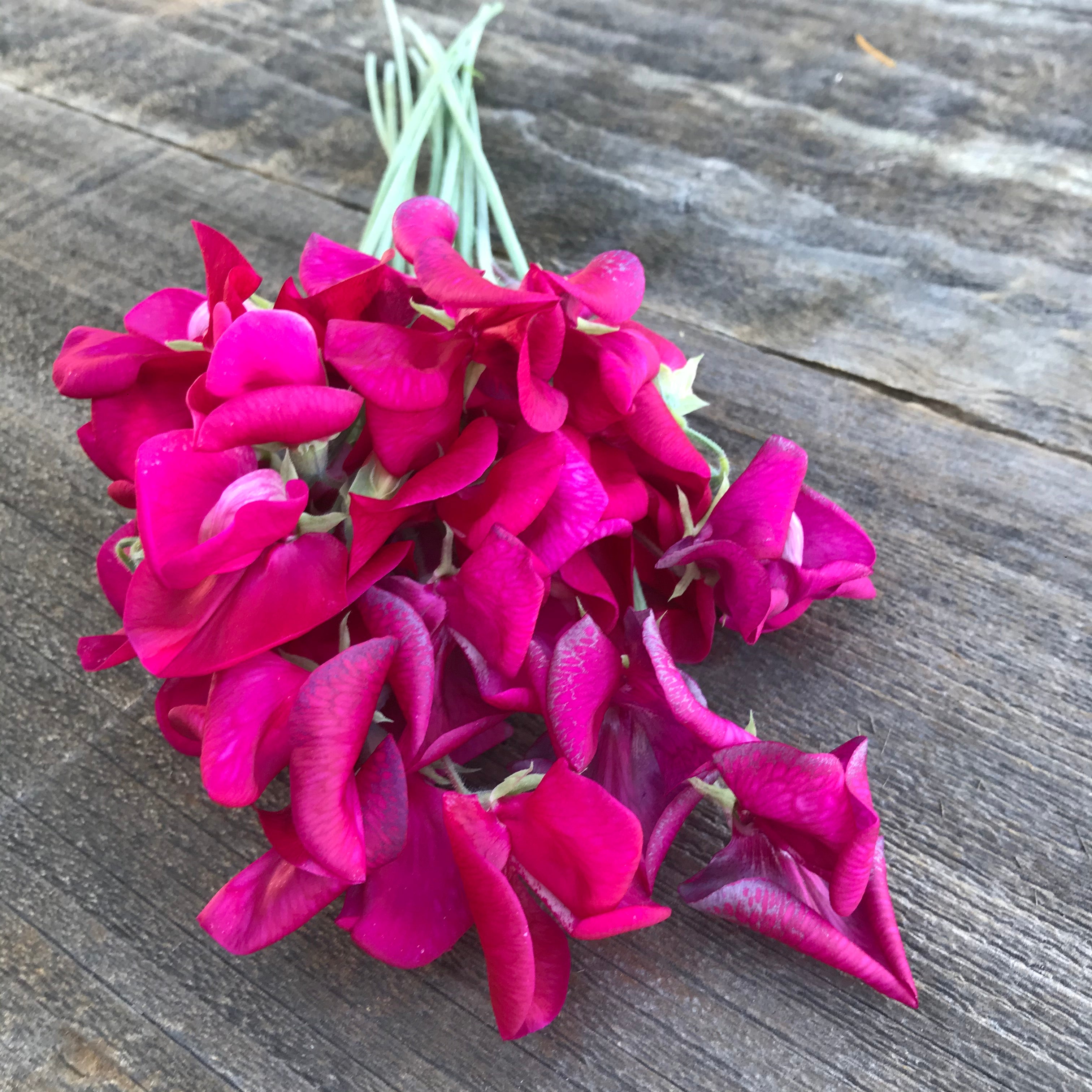 Zorija Rose Sweet Pea Flowers Close Up