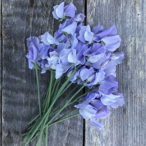 Bouquet of Charlie's Angel periwinkle blue Spencer-type sweet pea flowers with large silky ruffled petals and long stems