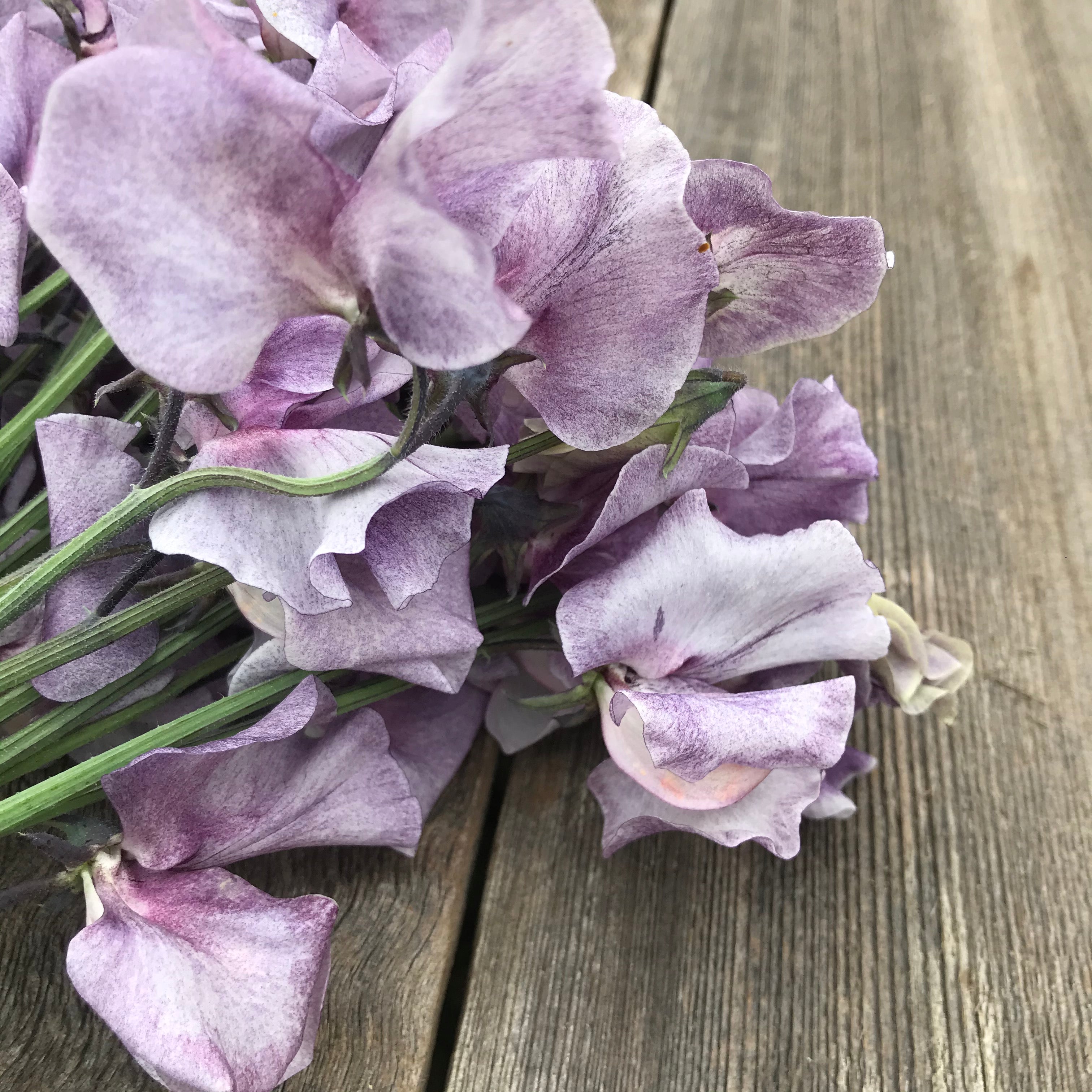 Detailed view of David Tostevin sweet pea petals with a smoky lavender reverse and pale blue front, highlighting its unique dappled pattern.
