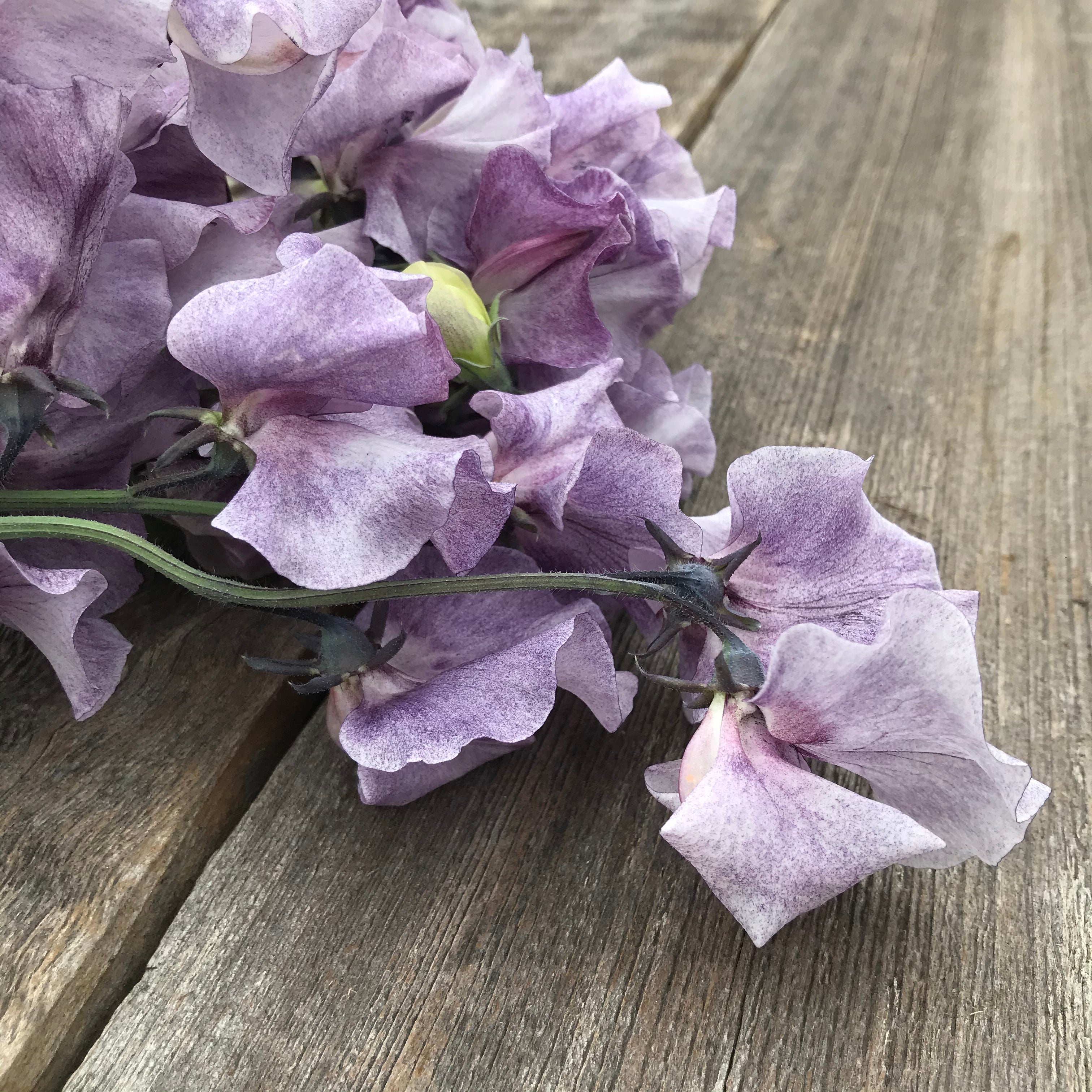 Close-up of a David Tostevin sweet pea blooms showing soft lavender and pink bi-color petals with delicate veining.