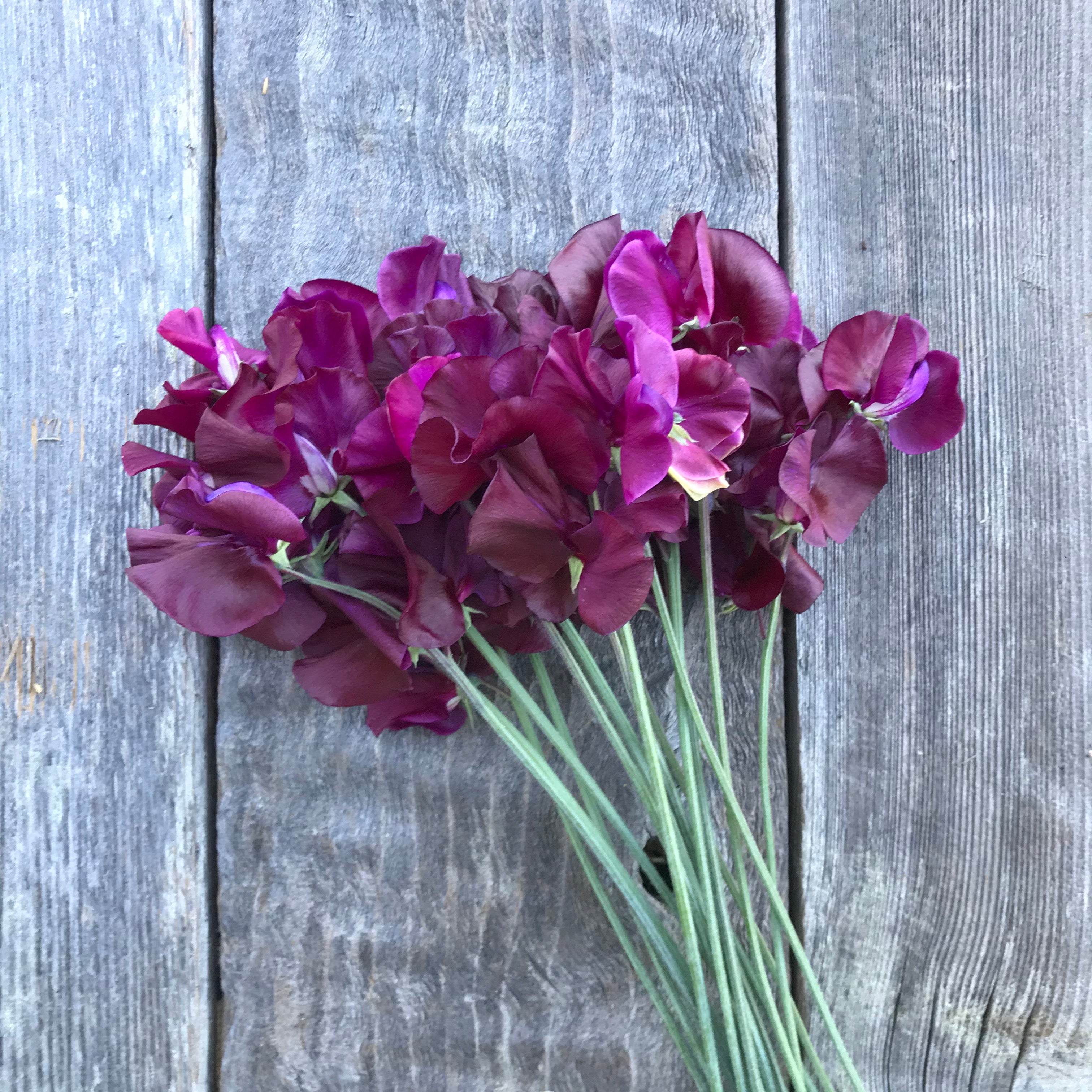 Ed Fincham sweet pea flowers