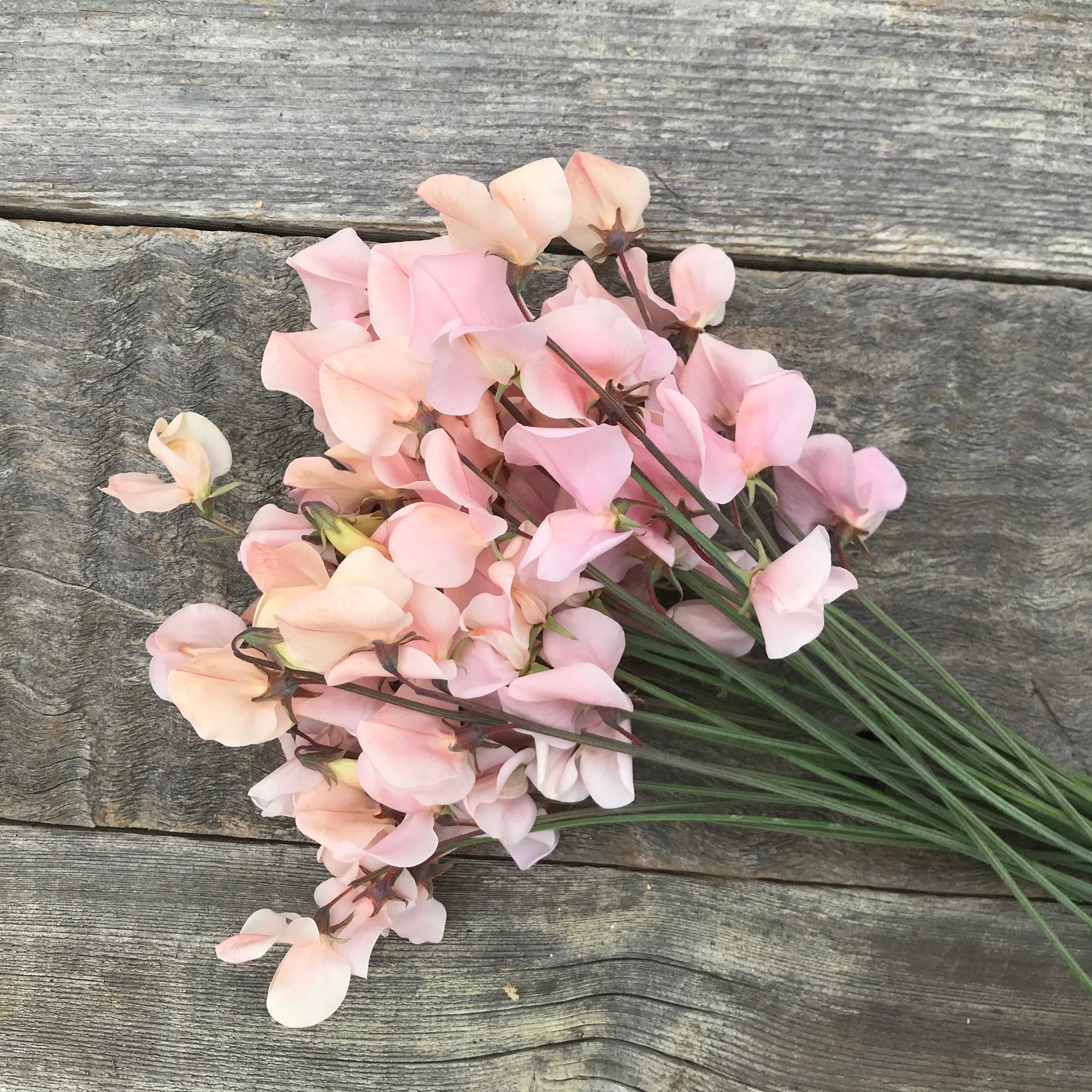 Sweet Pea Shell Pink | Sweet Pea Seeds