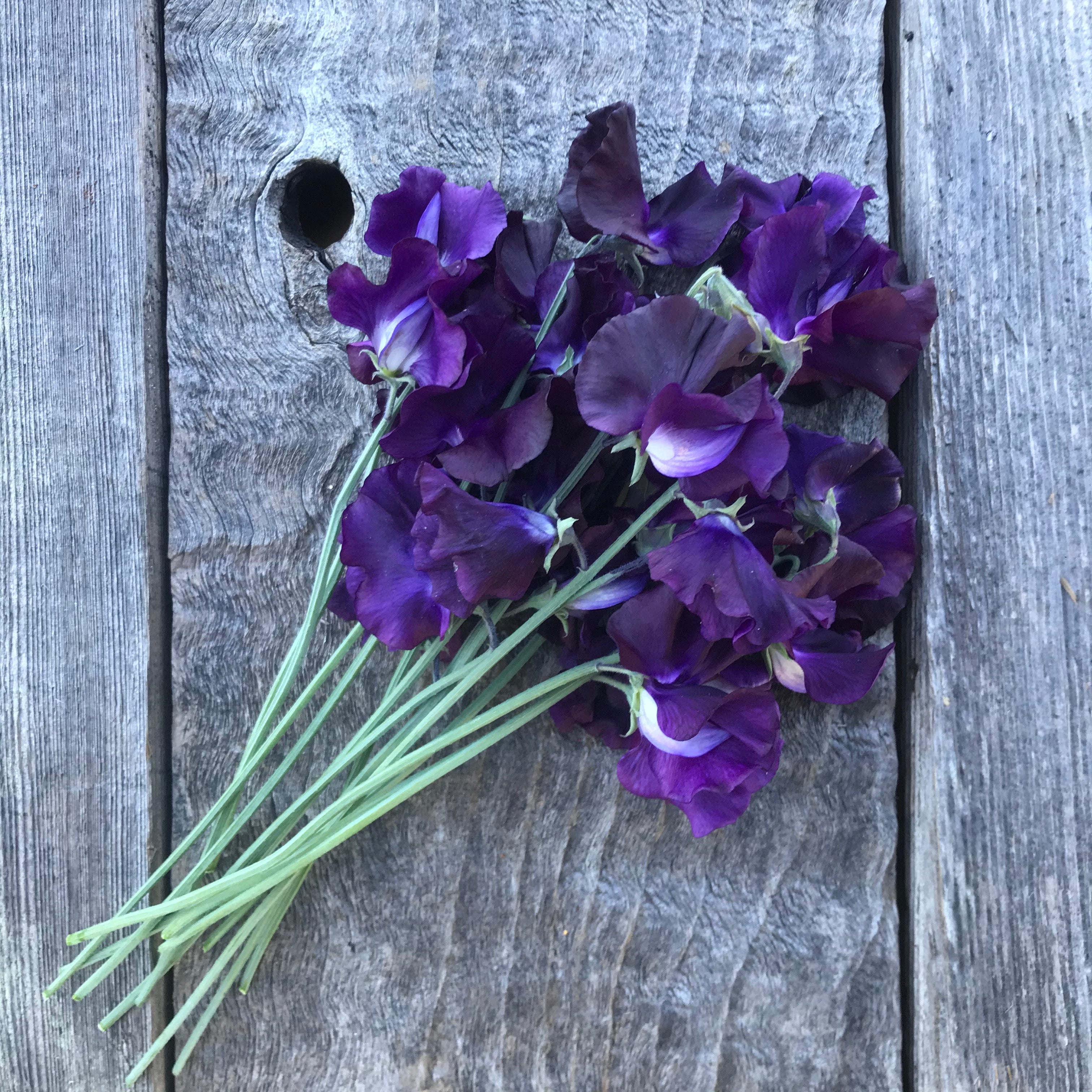 Bouquet of Just Jenny sweet pea flowers