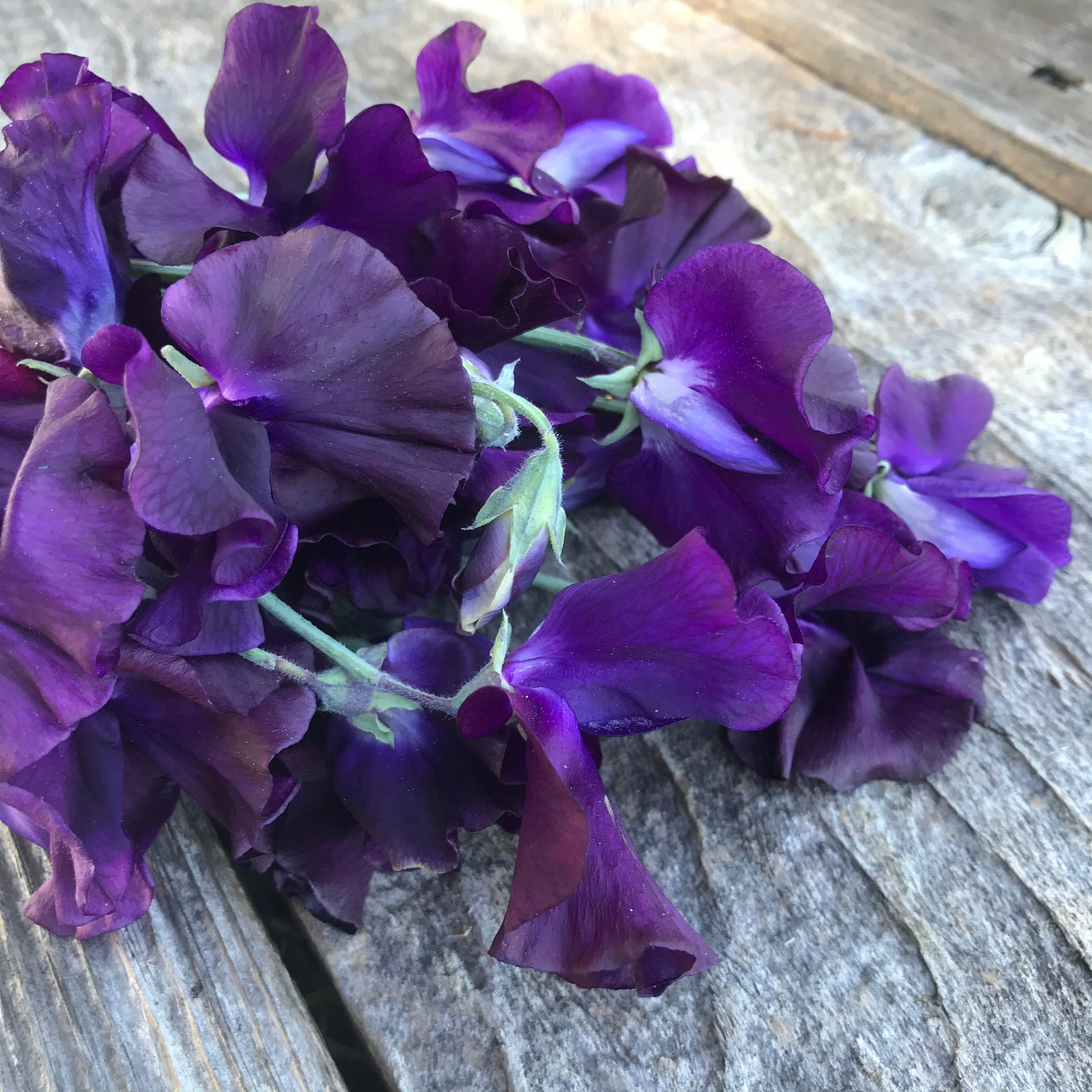 Close up of Just Jenny sweet pea flowers