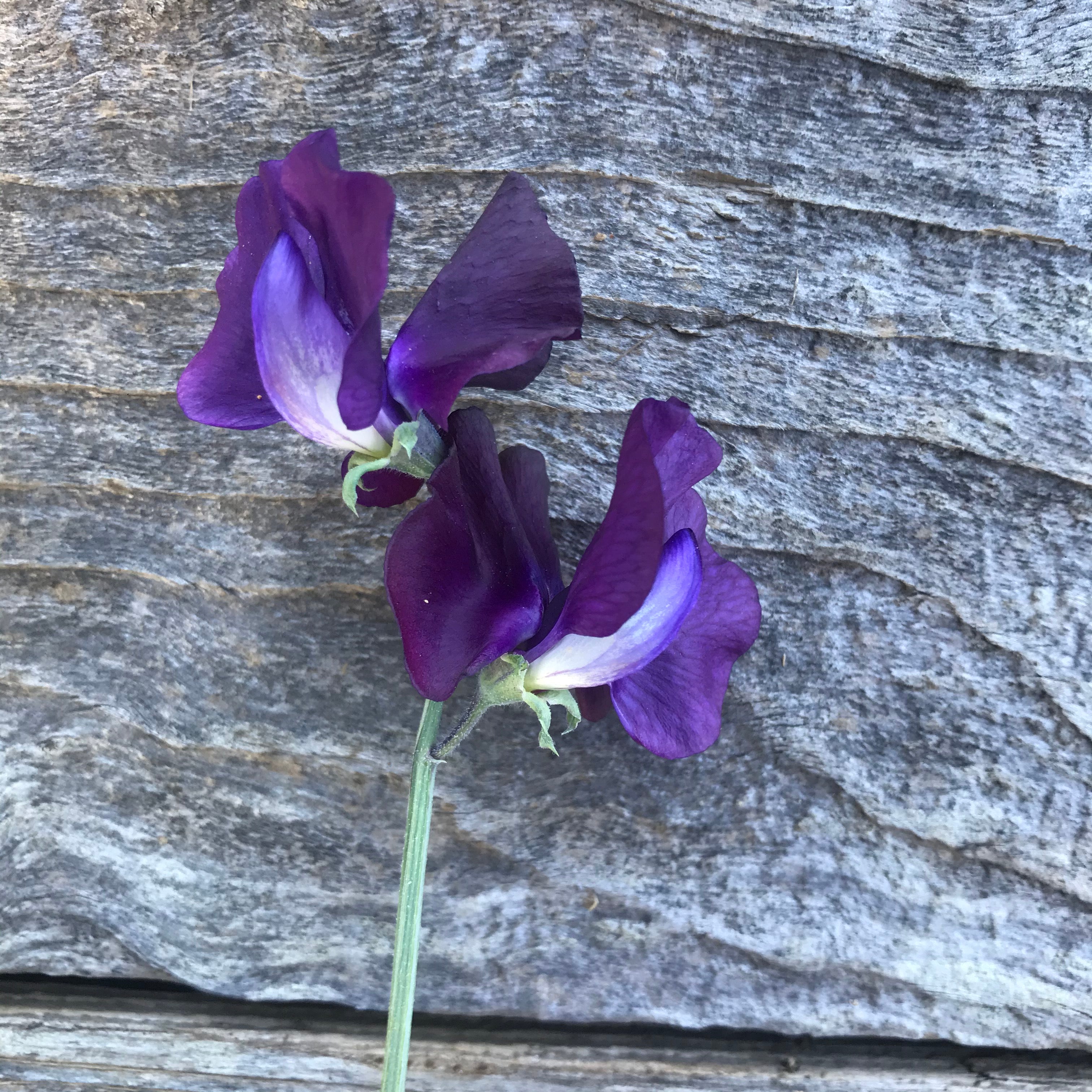 Single bloom of Just Jenny sweet pea