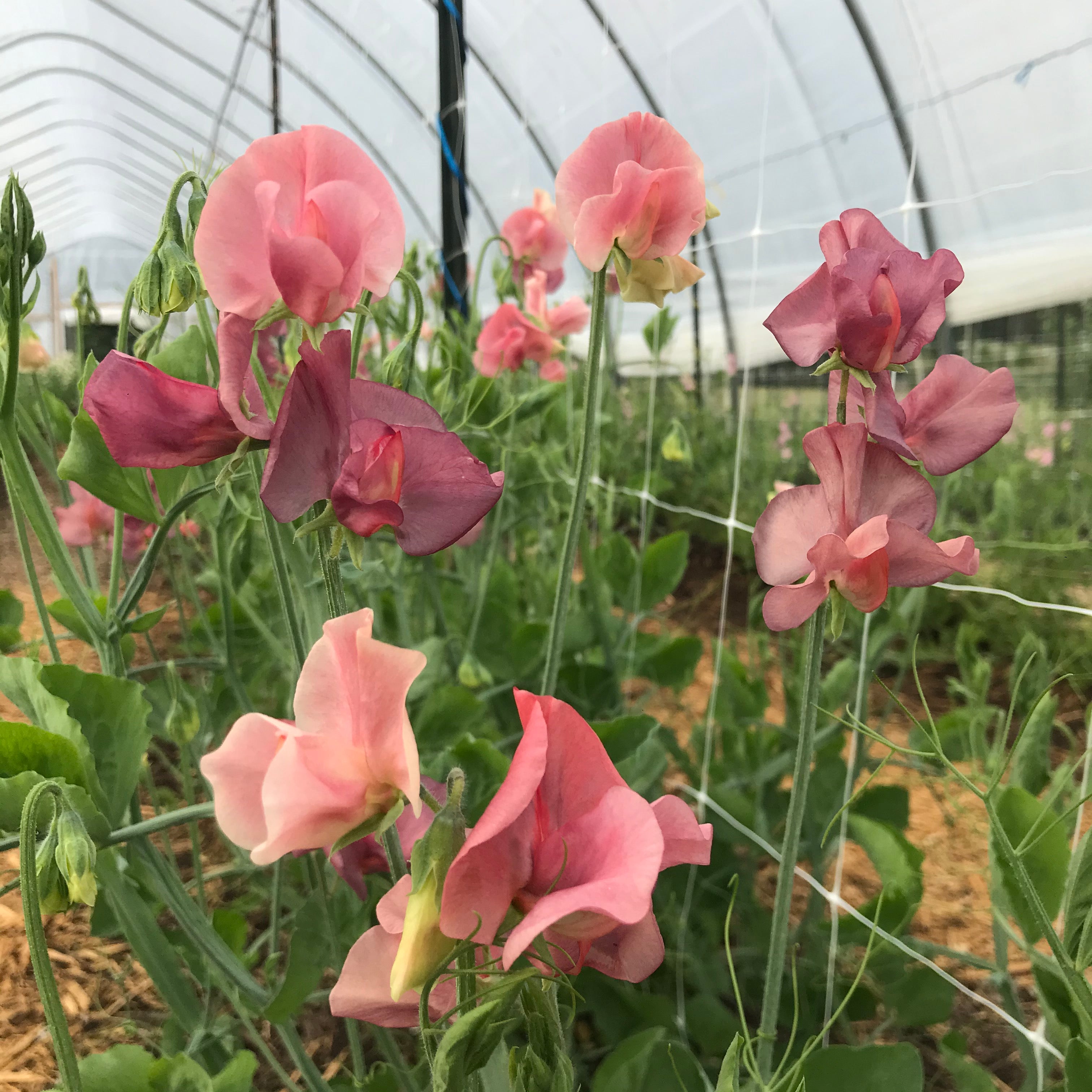 King's Ransom sweet pea plant starts for sale.