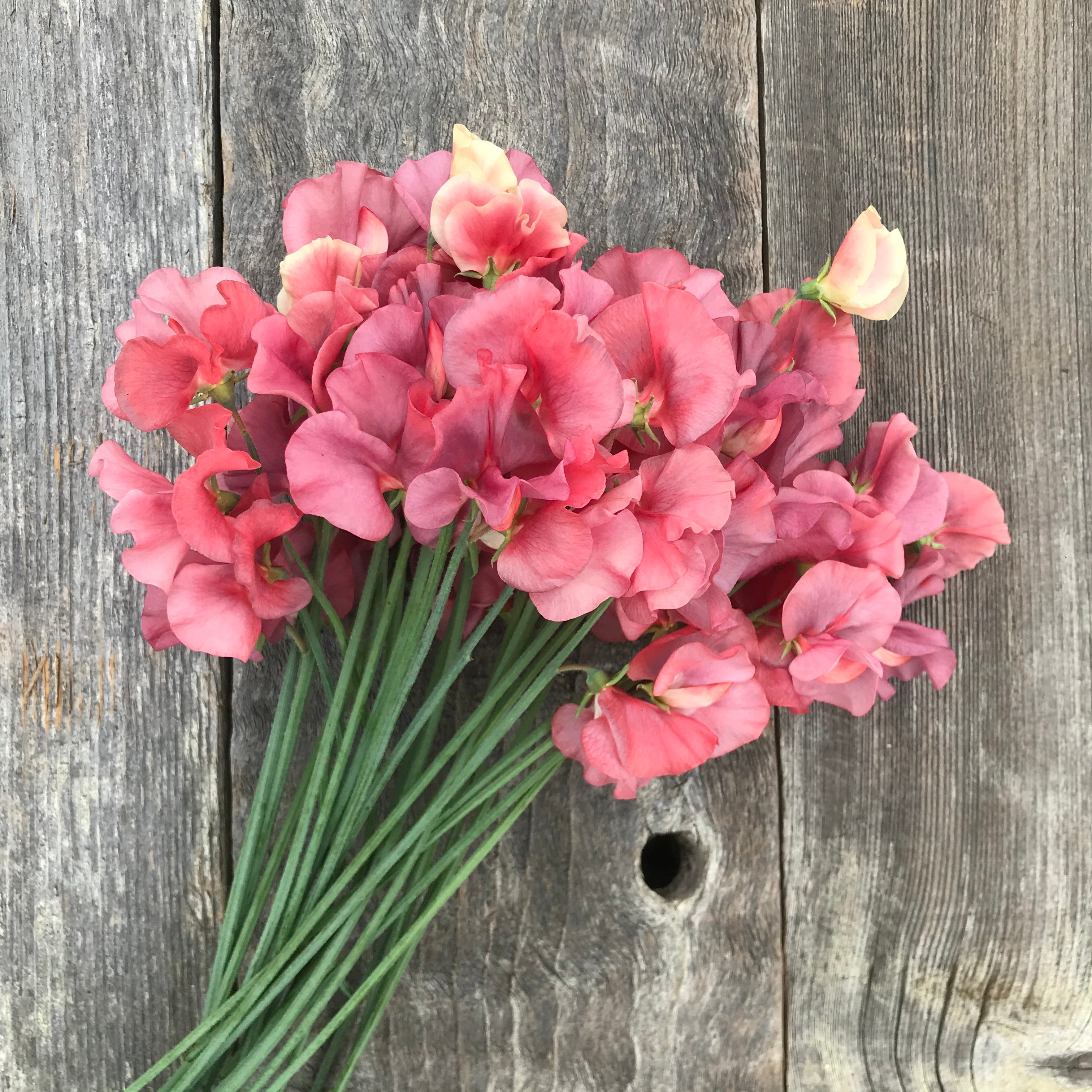 Hand-tied bouquet of King’s Ransom sweet peas in dusky pink, coral, and mauve tones, gathered with long, elegant stems.