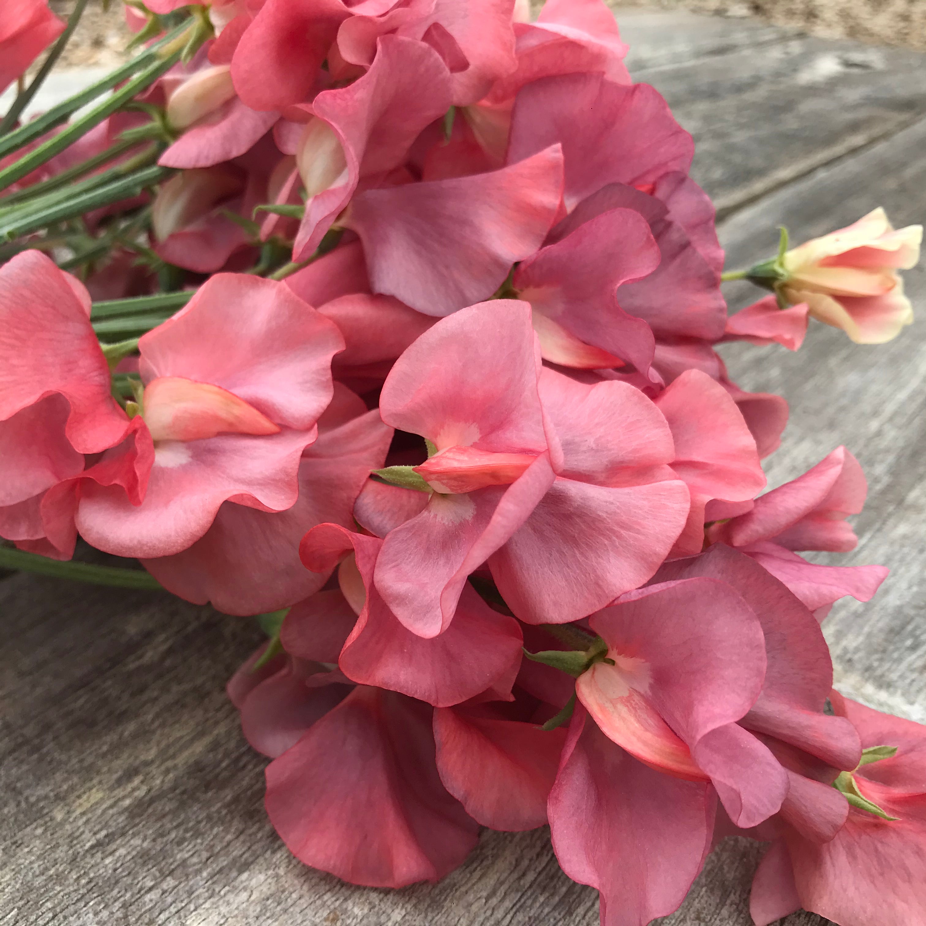 Close-up of a King’s Ransom sweet pea blooms showing shifting hues of rose gold, smoky coral, and soft mauve in natural light.