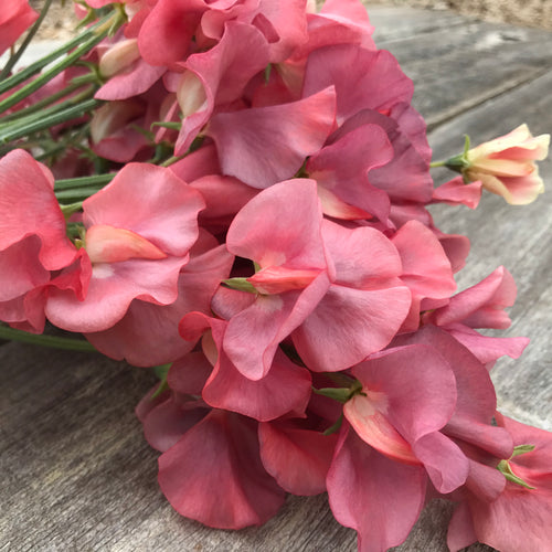Close-up of a King’s Ransom sweet pea blooms showing shifting hues of rose gold, smoky coral, and soft mauve in natural light.