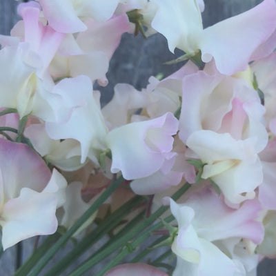Video of Sweet Pea 'Kiera Madeline' showing large ruffled cream blooms edged in soft pink.