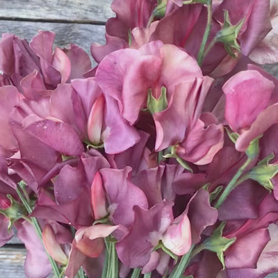 Video of Kings Ransom Sweet Pea Flowers (aged)
