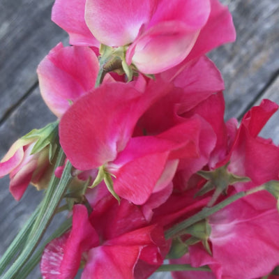 Happy Birthday Sweet Pea Flower Bouquet