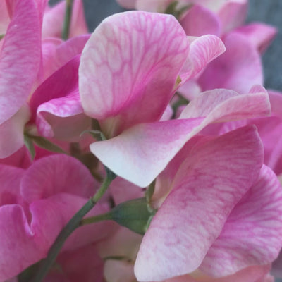 Video of Rosay Sweet Pea Flowers