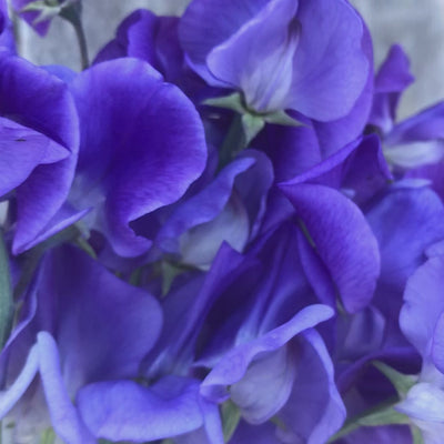 Video of a freshly cut bouquet of Sweet Pea 'Heathcliff' showcasing its richly scented mauve-blue flowers and classic Grandiflora blooms.