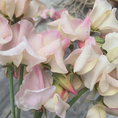 Mollie Rilstone Sweet Pea Flower Bouquet