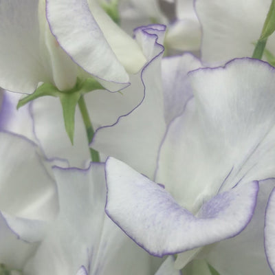 Sweet Pea 'Serendipity' Flower Bouquet 