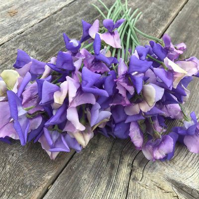 Video of fragrant purple and lavender Erewhon flowers.