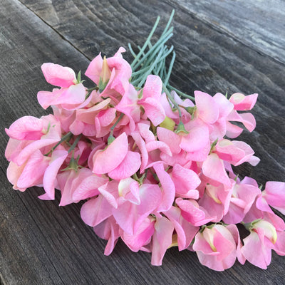 Video of Emily Sweet Pea Flowers 