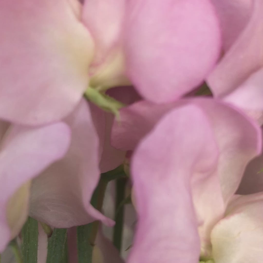 Video o f Alisa Sweet Pea Flowers