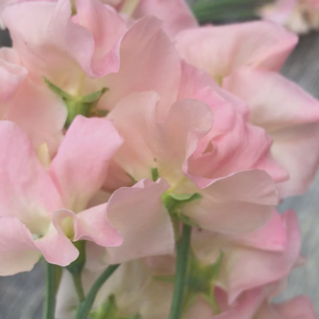 Castlewellan Sweet Pea Flower Bouquet