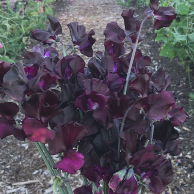 Windsor Sweet Pea Flowers Bouquet